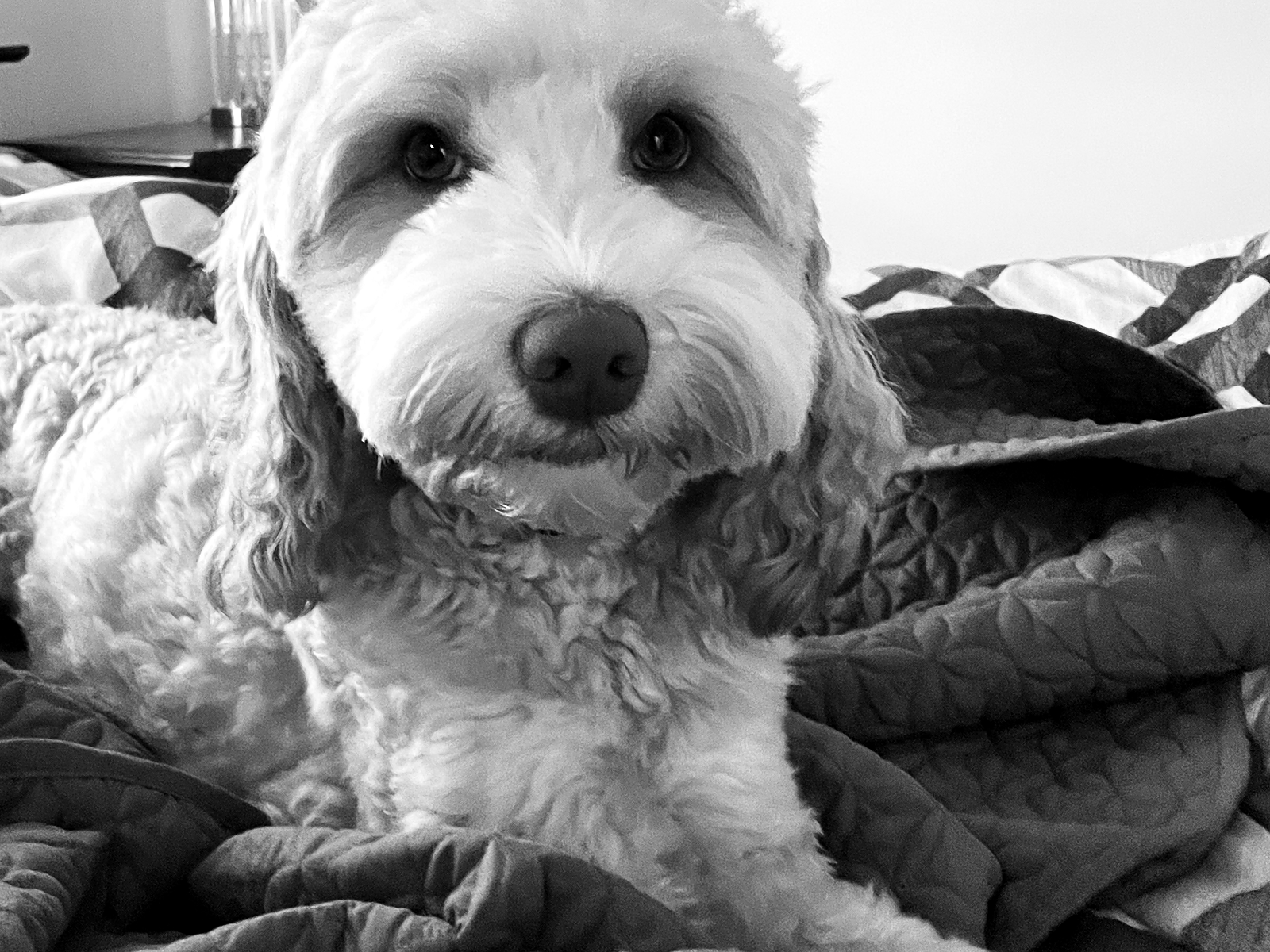 Finn